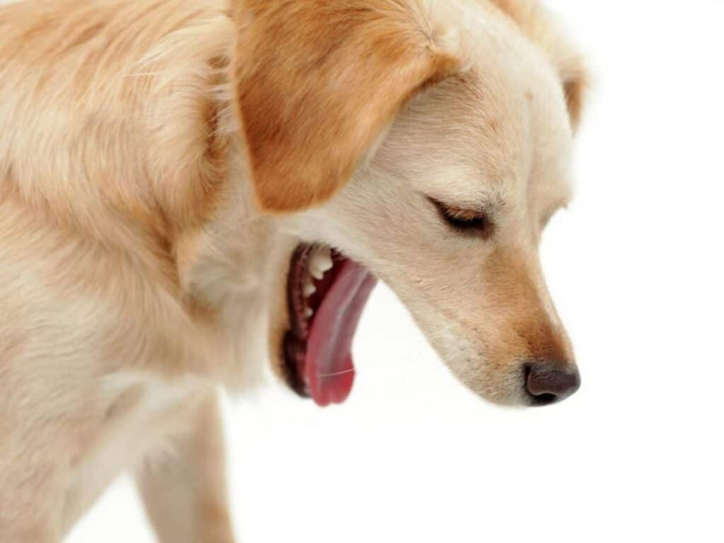 Is Your Dog Gagging But Not Throwing Up? Time to Learn Why