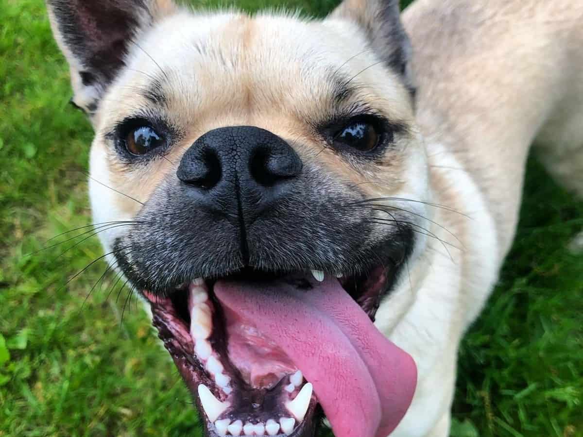 10 Things You Should Know About The Pug Husky Mix (#2 Will Warm Your Heart)