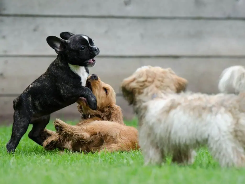 French Bulldog playing with other dogs