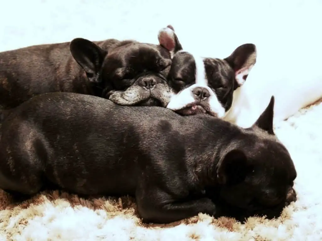 Cute French Bulldog puppies sleeping