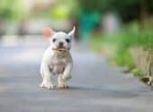 French Bulldog puppy running with a leaf in its mouth