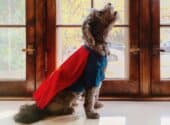 Schnoodle dog howling while dressed in a superhero costume
