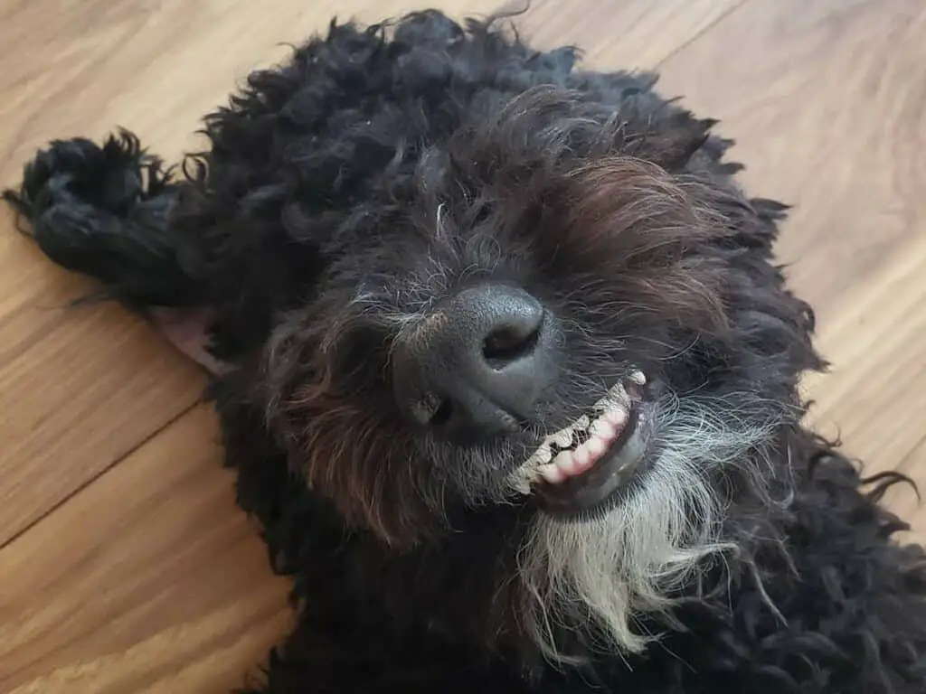 Whoodle Smiling
