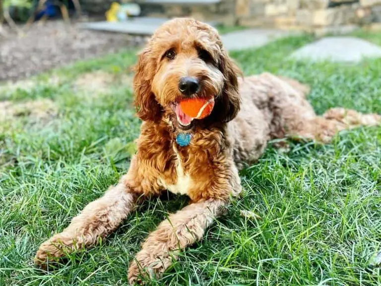 Irish Doodle Dog Breed: Personality, Care, Diet, & More