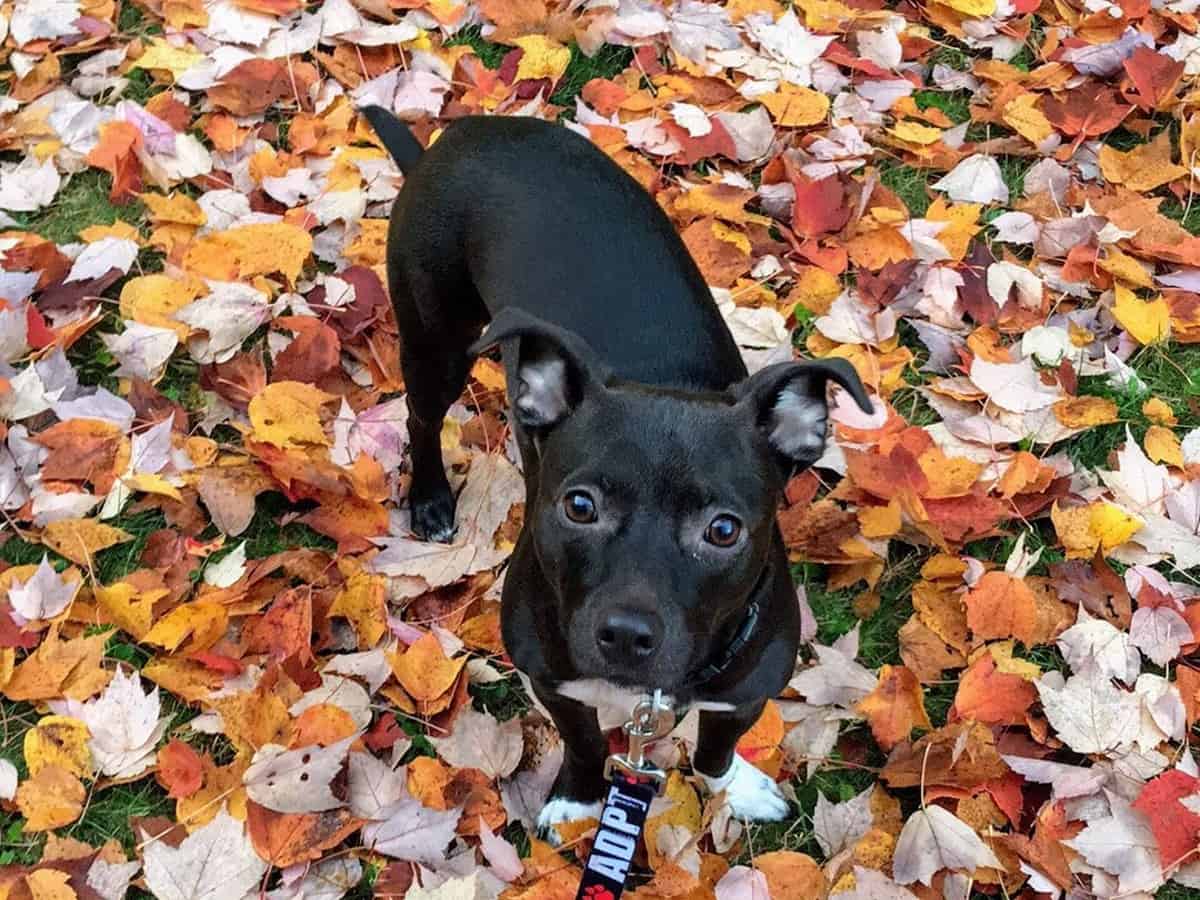 pitbull mutt