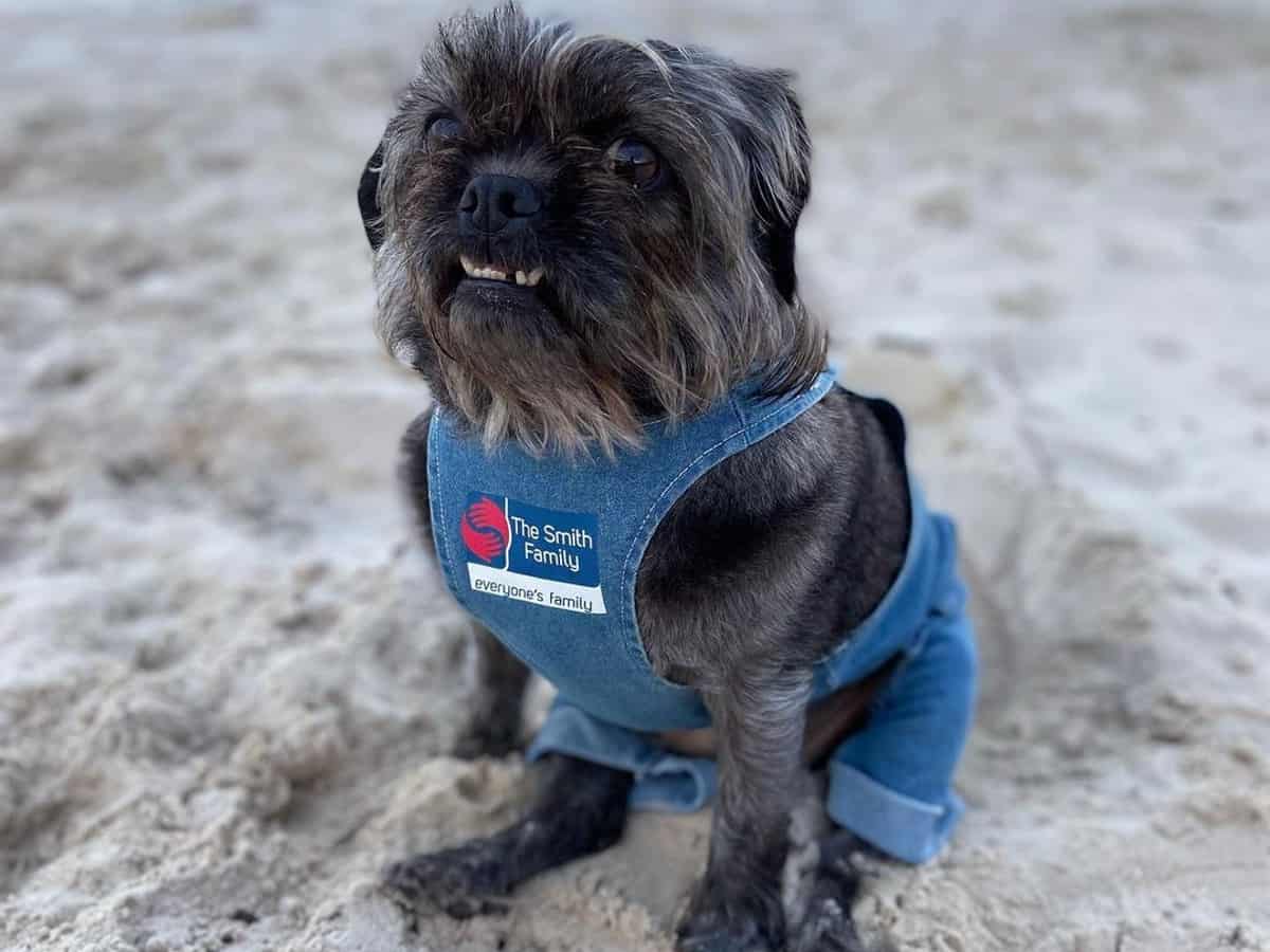 Pugapoo In The Sand