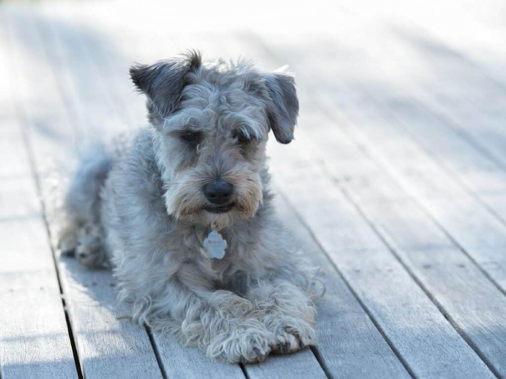 Schnoodle dog laying on a deck