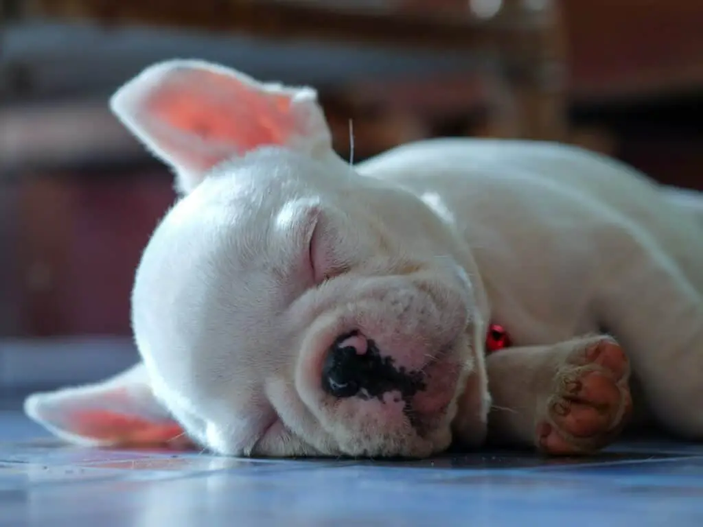 Sleeping French Bulldog puppy