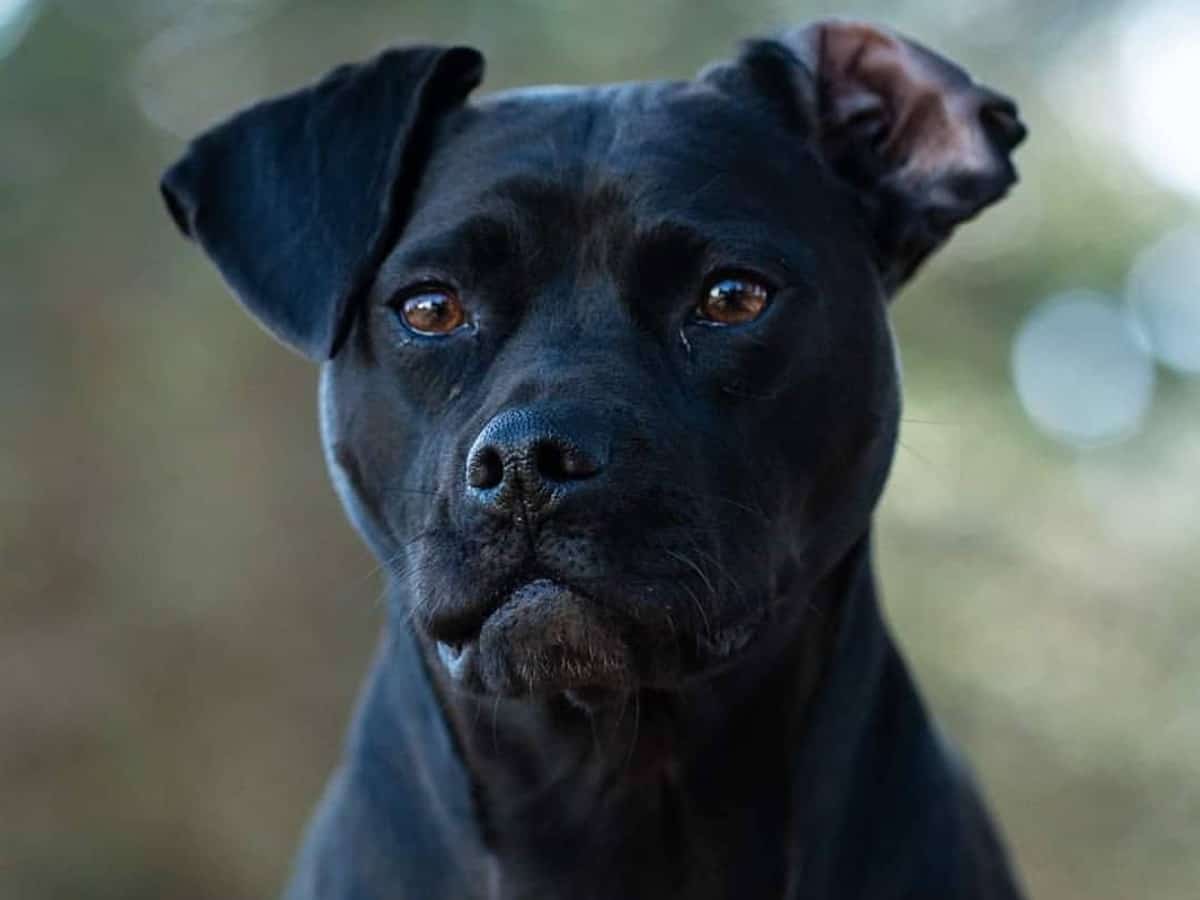 Pug Pitbull Mix Dog Breed: Personality, Care, Diet, & More