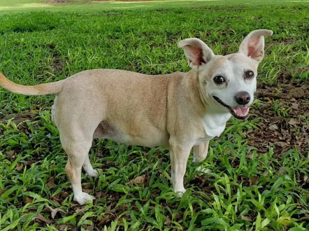 Chihuahua Terrier Mix Dog Breed Personality, Care, Diet, & More