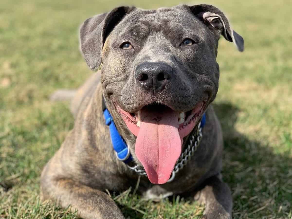 11 Things You Should Know About The Cane Corso Pitbull Mix