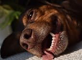 Excessive Panting In Dogs At Night: What Does It Mean?