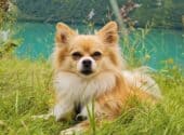 11 Things You Should Know About The Pomchi