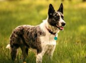 11 Things You Should Know About The Australian Shepherd Blue Heeler Mix