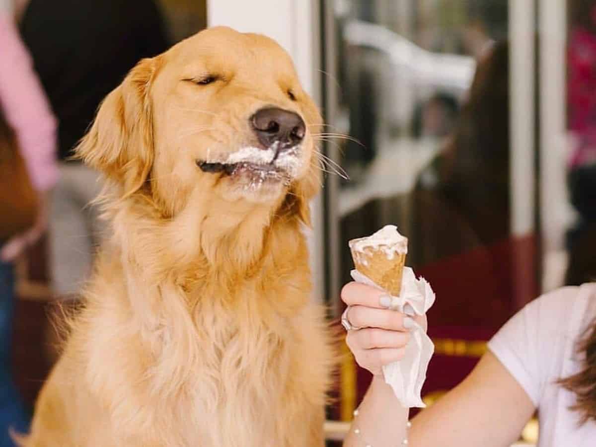 can-dogs-eat-vanilla-ice-cream