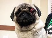 Pug With Eye Proptosis