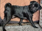 Is My Pug Underweight? Is It Bad and How to Tell