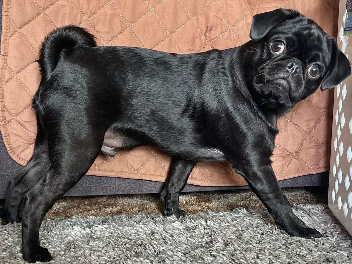 Underweight Black Pug