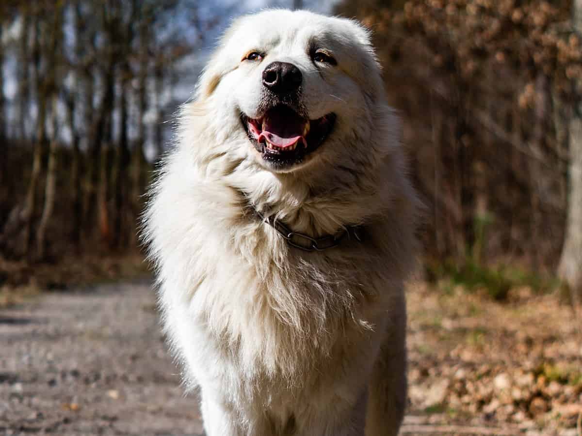 Anatolian Shepherd Great Pyrenees Mix Dog Breed: Personality, Care 