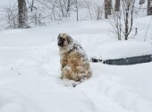 10 Things You Should Know About The Anatolian Shepherd Great Pyrenees Mix