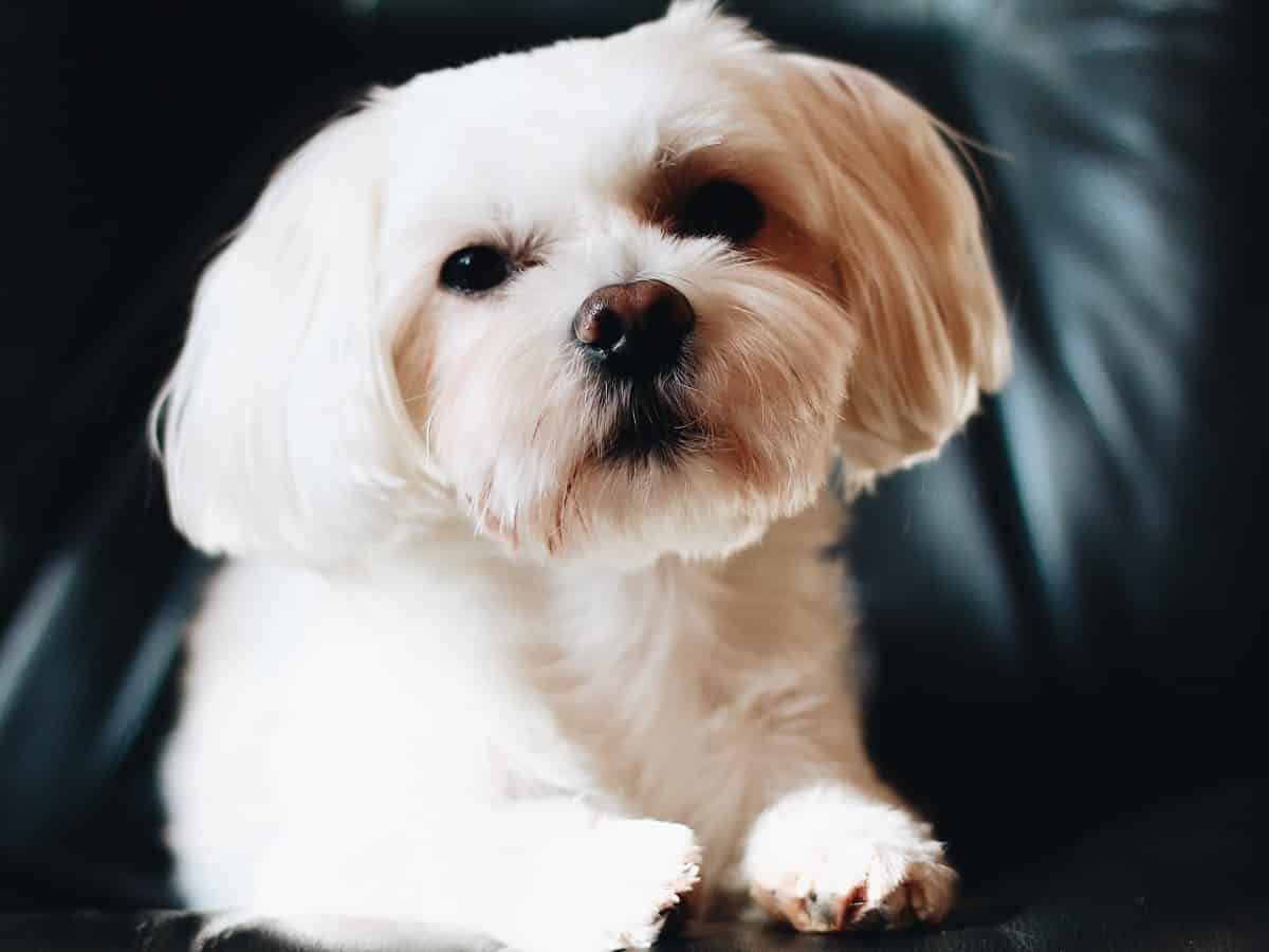 Pug Maltese Mix Dog Breed: Personality, Care, Diet, & More