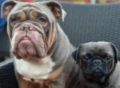 English Bulldog vs Pug: Which Dog Makes The Best Pet?