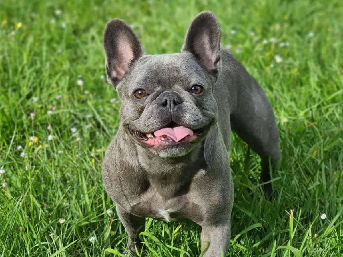 Are French Bulldogs Good with Kids, Babies, & Toddlers?