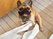 potty train a french bulldog