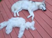 9 Best Ways To Stop Husky Shedding ASAP (How-To Guide)