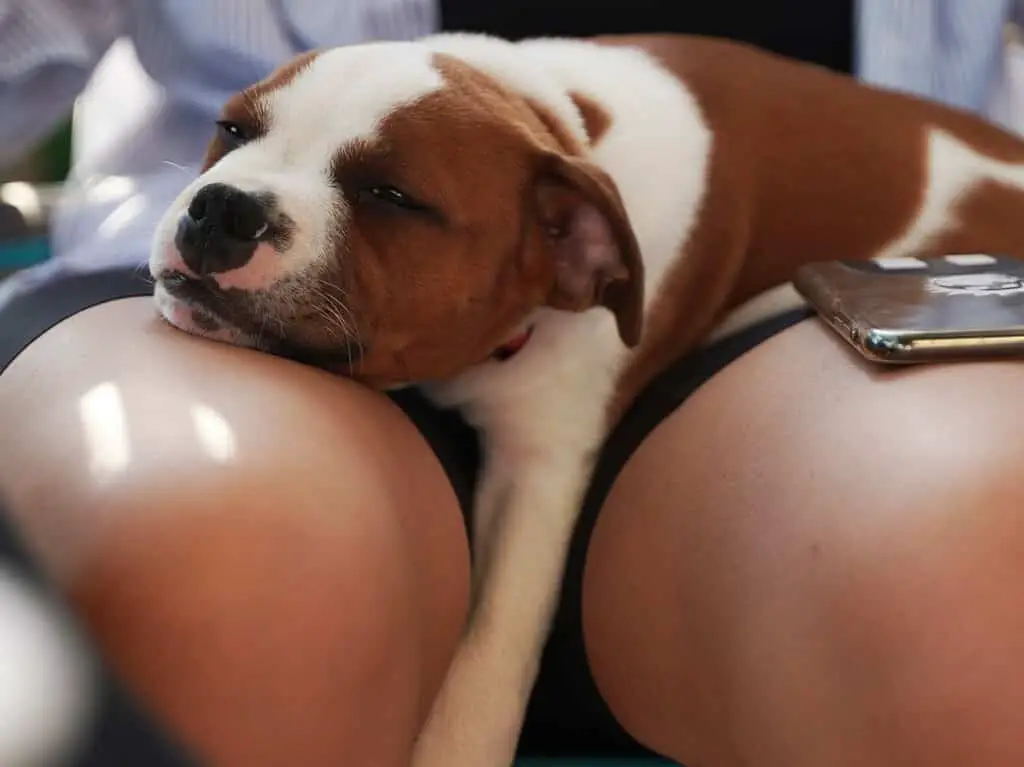 why your dog sleeps between your legs