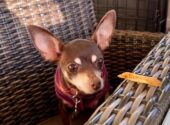 Dog Asking For A McDonald's French Fry