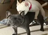 White Male French Bulldog Trying To Mate