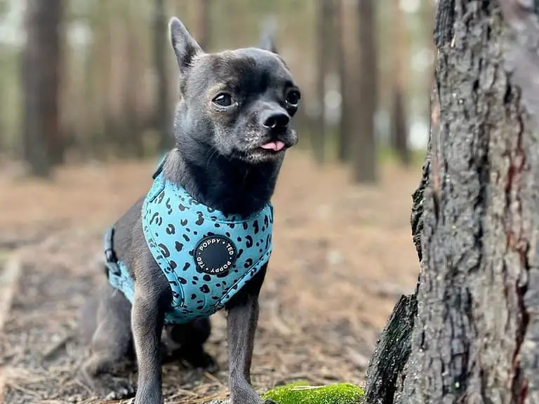 9 Reasons Why Your Chihuahua’s Tongue Is Sticking Out