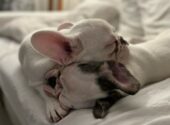 Why Your Dog Is Breathing Fast Through Their Nose While Sleeping