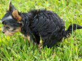 How Long Will My Puppy Keep Pooping Worms After Deworming?