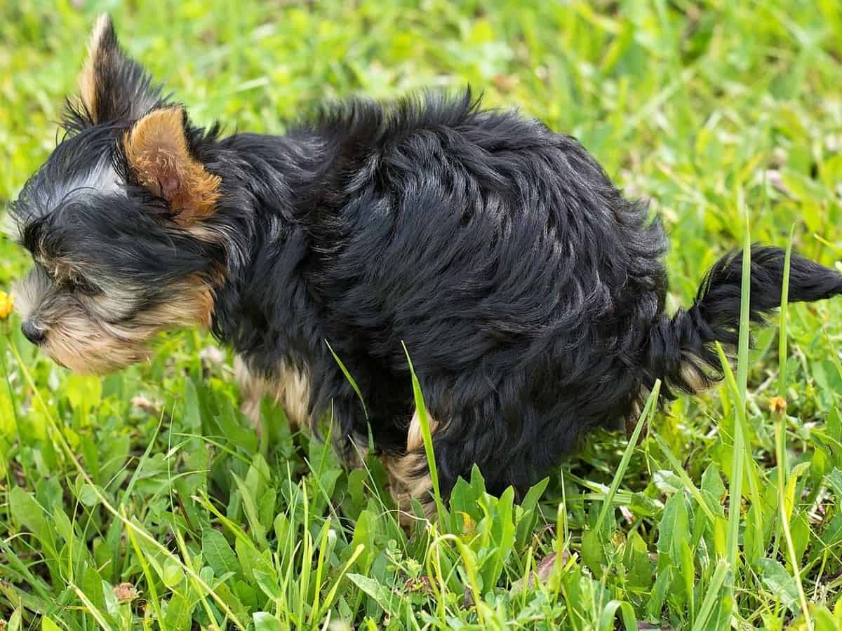 A Puppy Pooping In The Grass