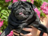 Owner Holding A Black Pug