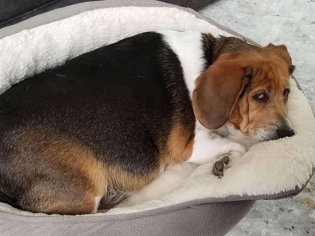 how do i know if my beagle is overweight