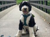 Sheepadoodle Taking A Break From Exercise