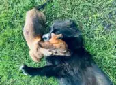 Two Dogs Playing and Biting Each Other's Necks