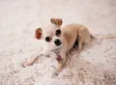 Chihuahua Puppy With Floppy Ears