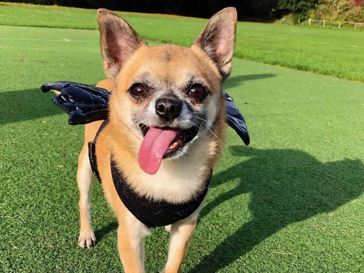 9 Reasons Why Your Chihuahua’s Tongue Is Sticking Out